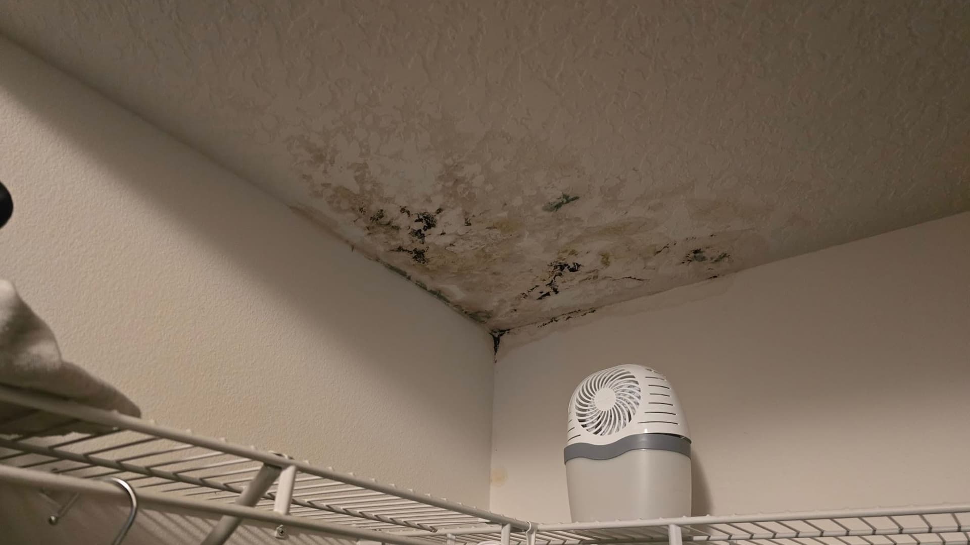 Mold From Water Leak